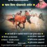 राष्ट्रवादी काँग्रेस मिरज शहराध्यक्ष (मा. अतुल भिसे) यांच्या वाढदिवसानिमित्त  भव्य दिव्य घोडागाडी शर्यत 