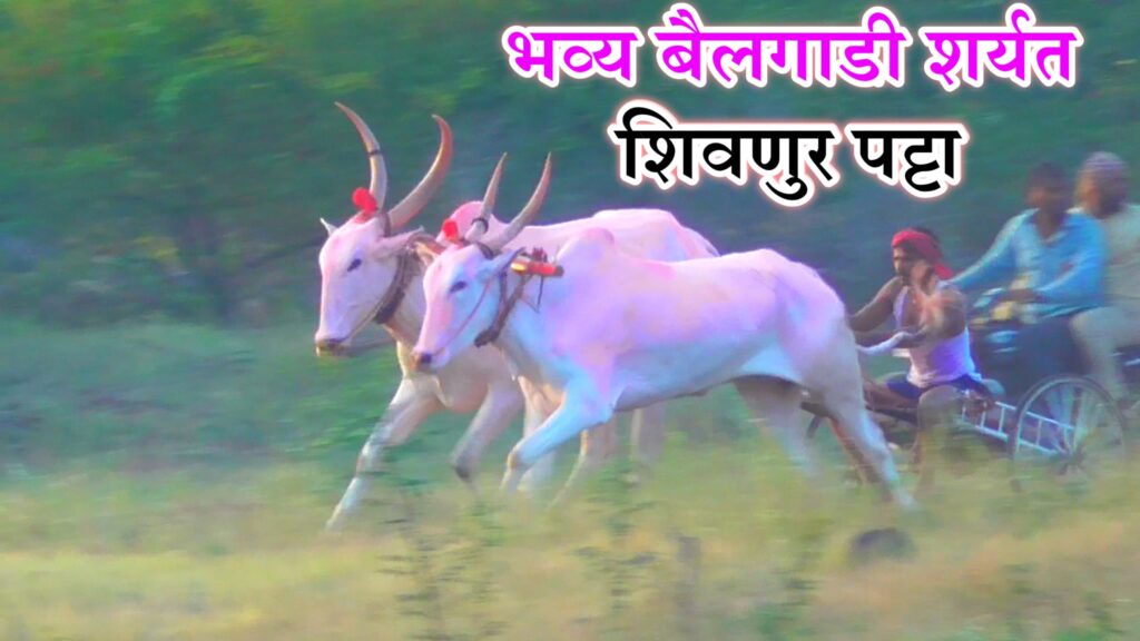 भव्य बैलगाडी शर्यत – शिवनूर पट्टा