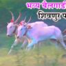 भव्य बैलगाडी शर्यत – शिवनूर पट्टा