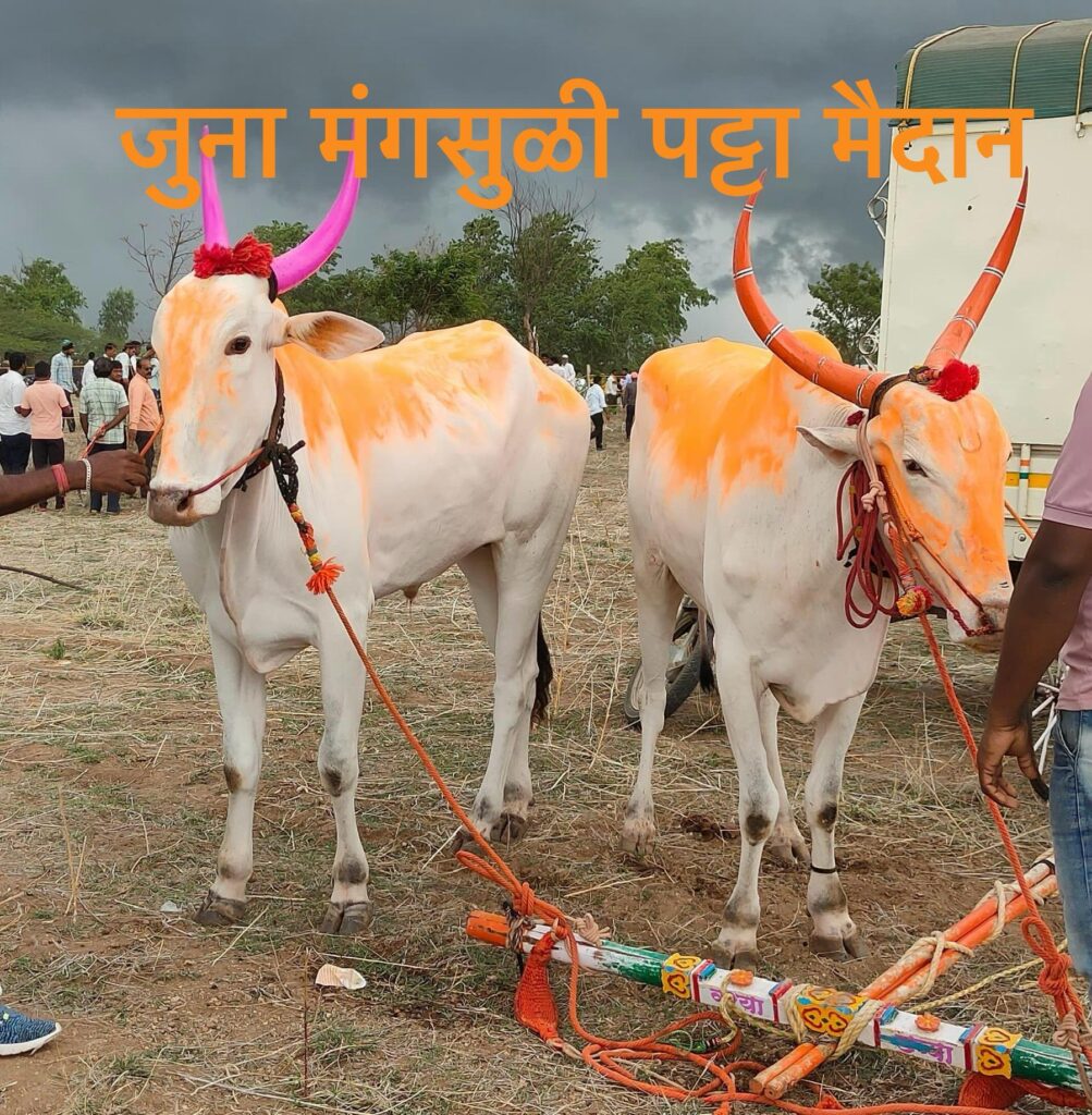 भव्य बैलगाडी शर्यत-जुना मंगसुळी पट्टा