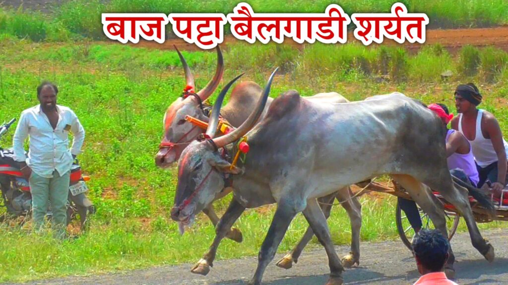 भव्य बैलगाडी शर्यत-बाज पट्टा