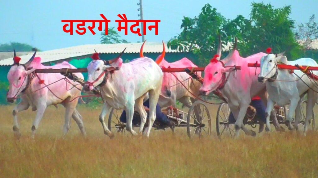 हौशी बैलगाडा संघटना वडरगे आयोजित  भव्य पाडा- बैल बैलगाडी शर्यत- वडरगे मैदान