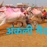 श्री सिद्धेश्वर यात्रा भव्य बैलगाडी शर्यत , घोडागाडी शर्यत- शितोळे अंकली मैदान