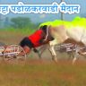 भव्य बैलगाडी शर्यत – बंडगर पट्टा पडोळकरवाडी मैदान