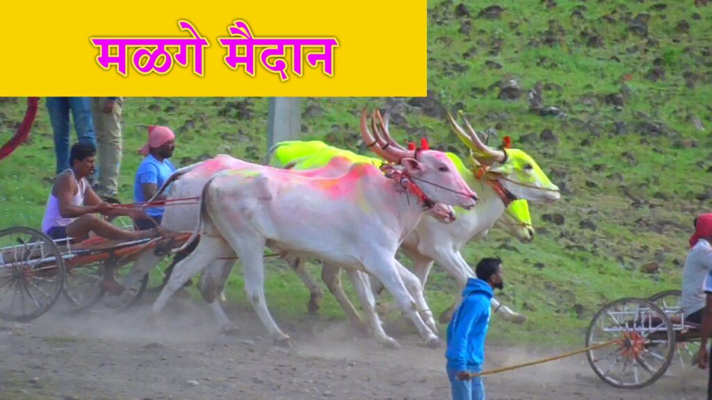 श्री भैरवनाथ यात्रेनिमित्त भव्य आणि दिव्य बैलगाडी शर्यत – मळगे बुद्रुक मैदान