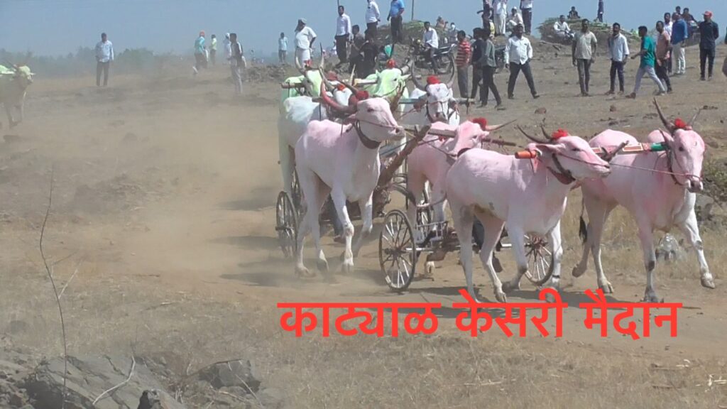 काट्याळ केसरी मैदान भव्य बैलगाडी शर्यत-येळवी मैदान