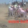 काट्याळ केसरी मैदान भव्य बैलगाडी शर्यत-येळवी मैदान